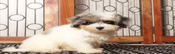 Mini Aussiedoodle dogs for sale: Gigi - Beautiful Female F1B Aussie Doodle  - Ad 2