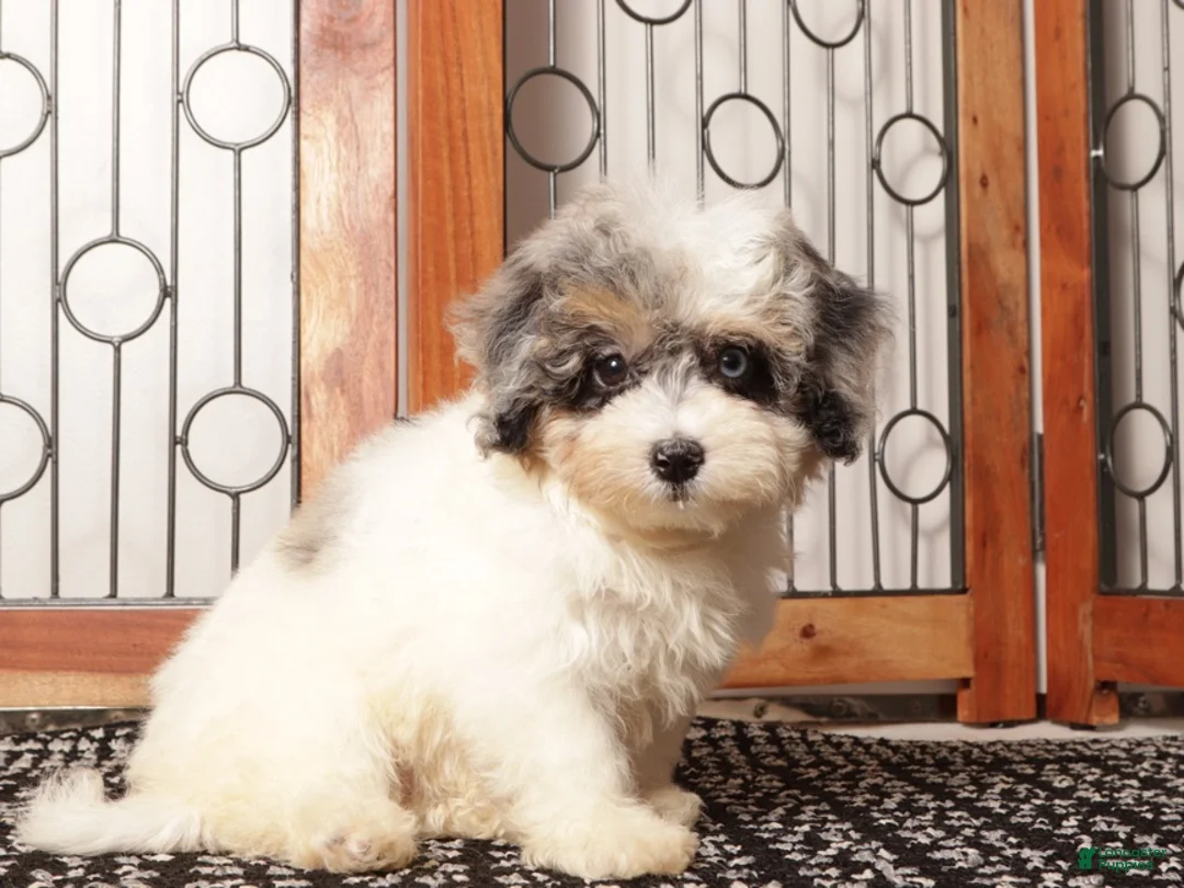 Mini Aussiedoodle dogs for sale: Gigi - Beautiful Female F1B Aussie Doodle  - Ad 2