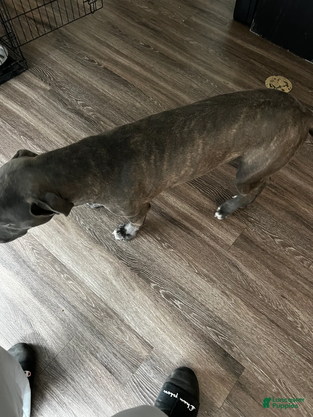 Mixed Breed dogs for sale: Mixed Breed Puppy 1 - Ad 2