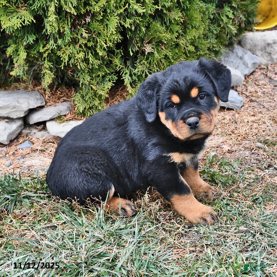 Female Rottweiler Xl Rottweiler Puppies For Sale Rottweiler Puppies For Sale  In New York Lancaster Puppies, image size:900x900