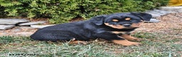 Rottweiler dogs for sale: Alice - Ad 3
