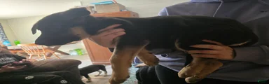 German Shepherd 1