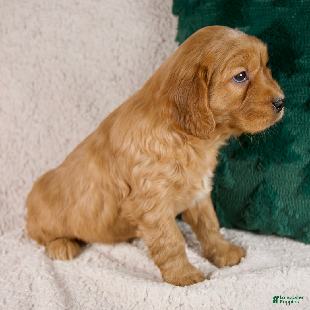 Mixed Breed dogs for sale: Marshall - Ad 5