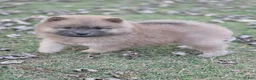 Chow Chow dogs for sale: Bluey - Ad 1