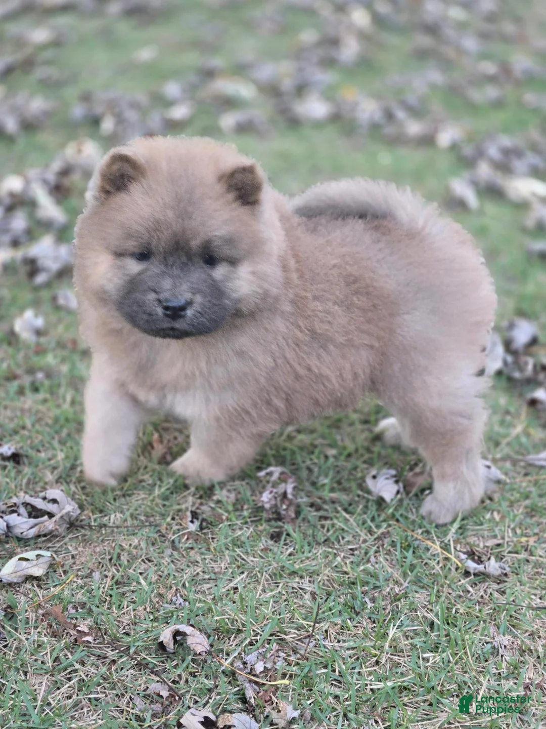 Chow Chow dogs for sale: Bluey - Ad 1