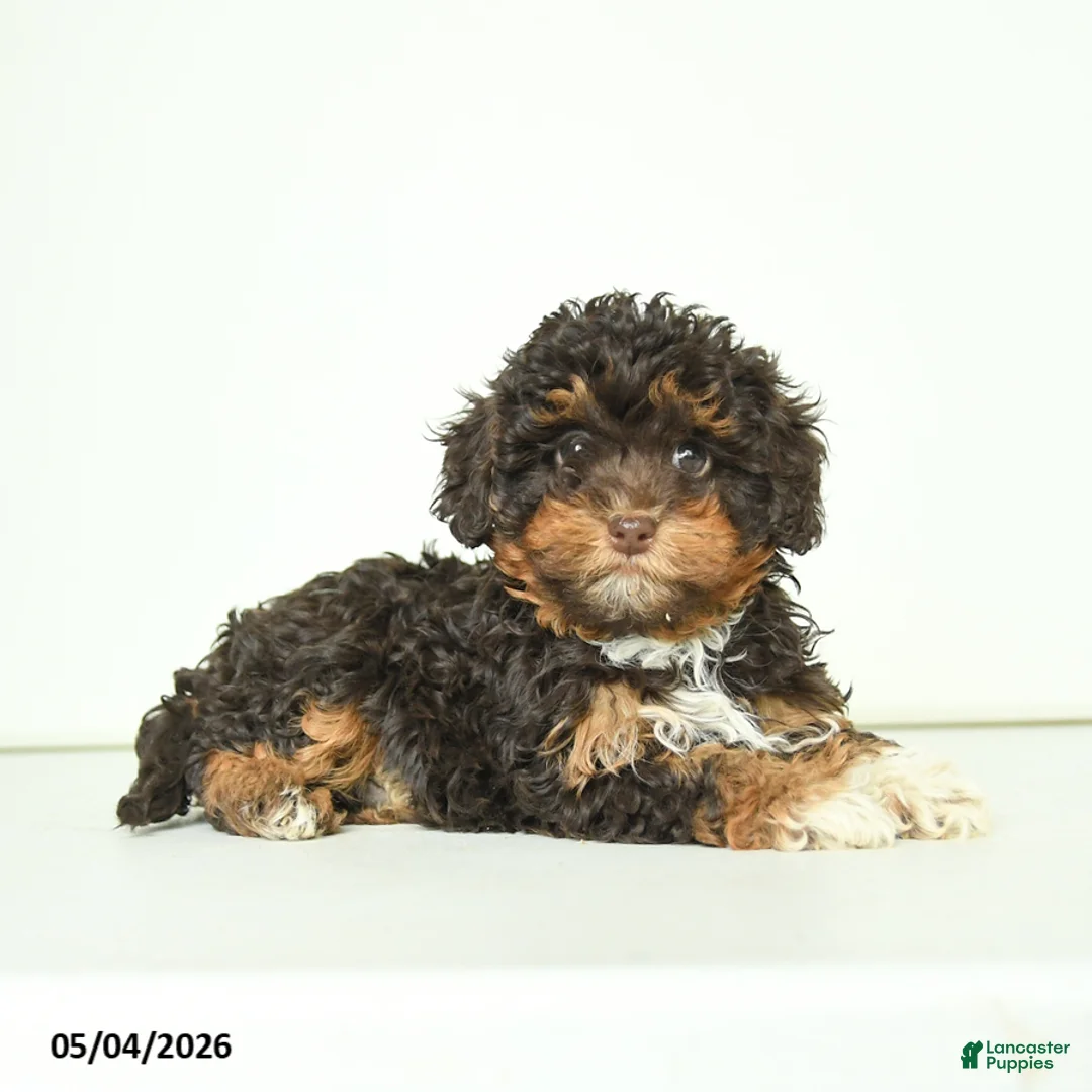 Havapoo dogs for sale: Hellen - Ad 5
