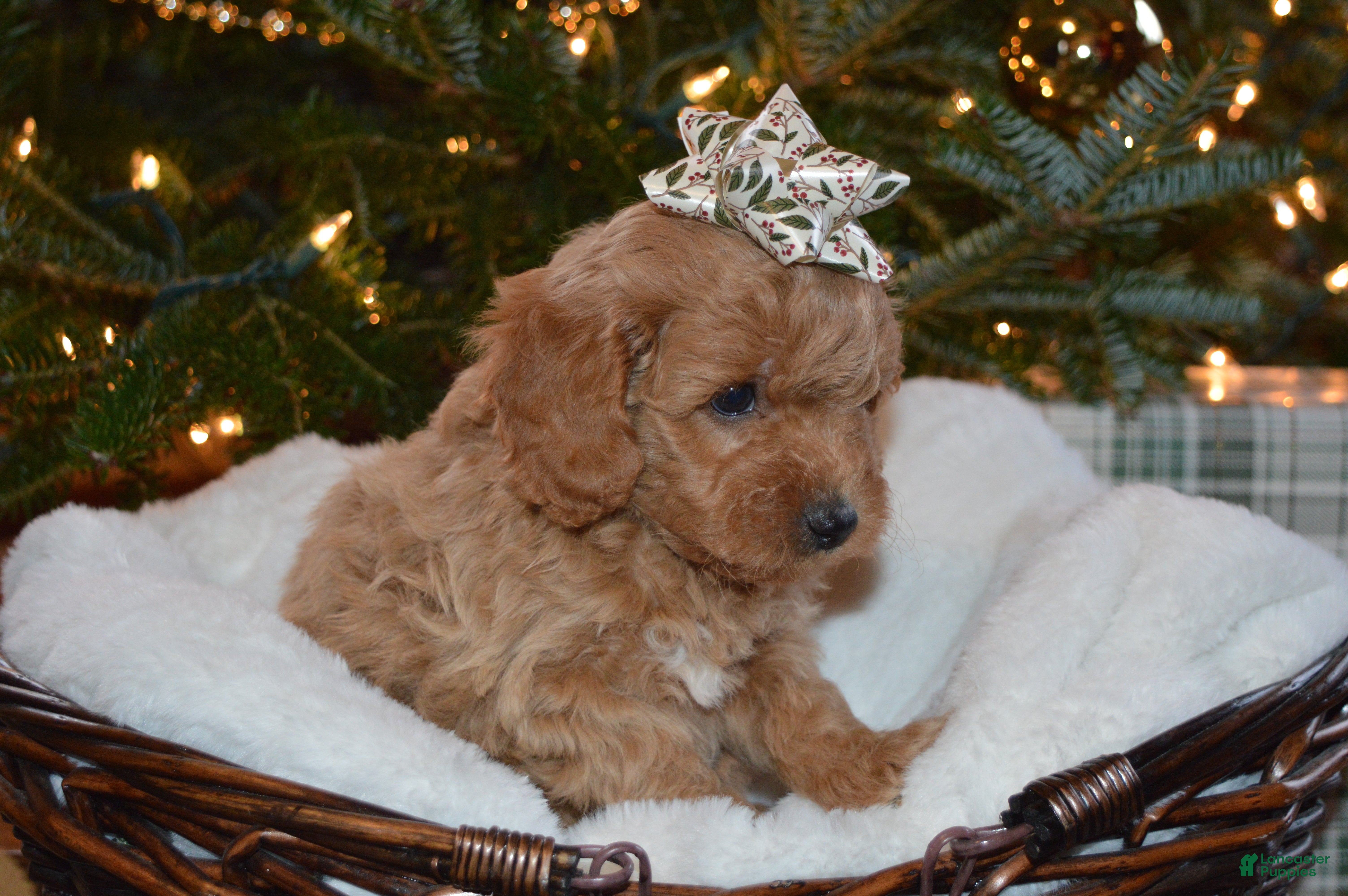 Cavapoo dogs Presents - Ad 31