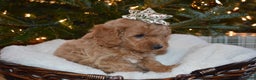 Cavapoo dogs for sale: Presents - Ad 1