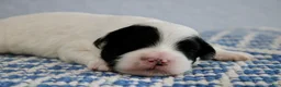 Mini Goldendoodle dogs for sale: WInnie - Ad 13