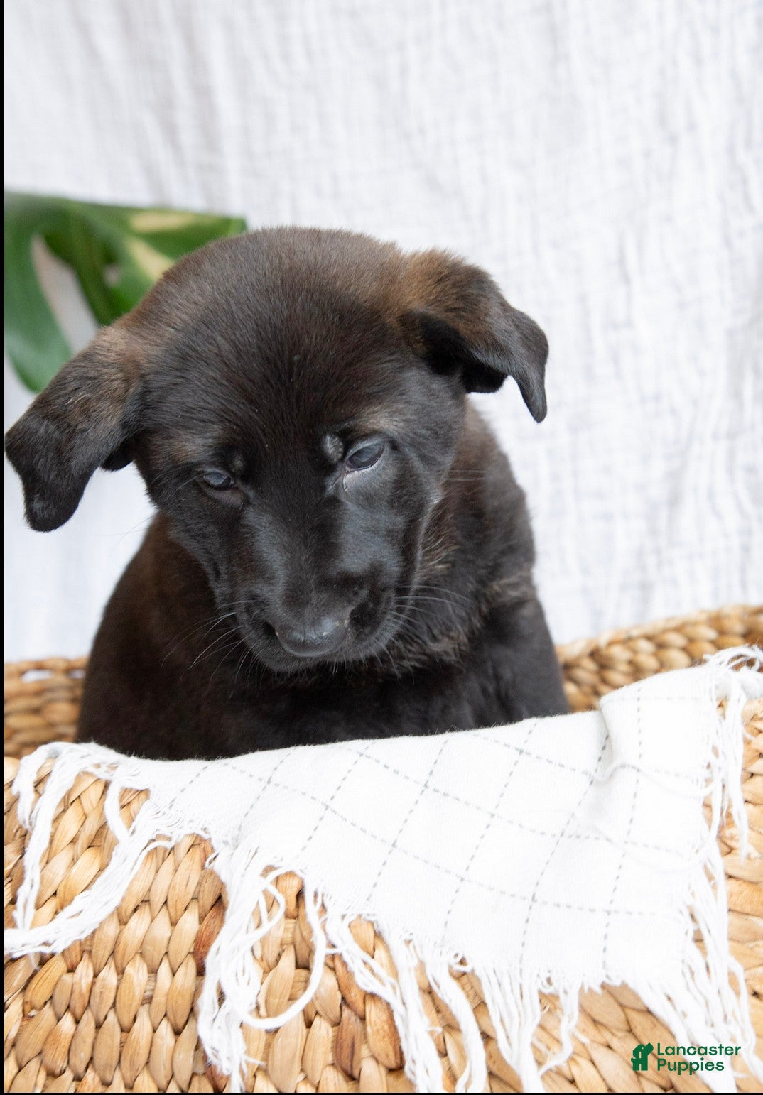 Mixed Breed dogs Penny - Ad 1