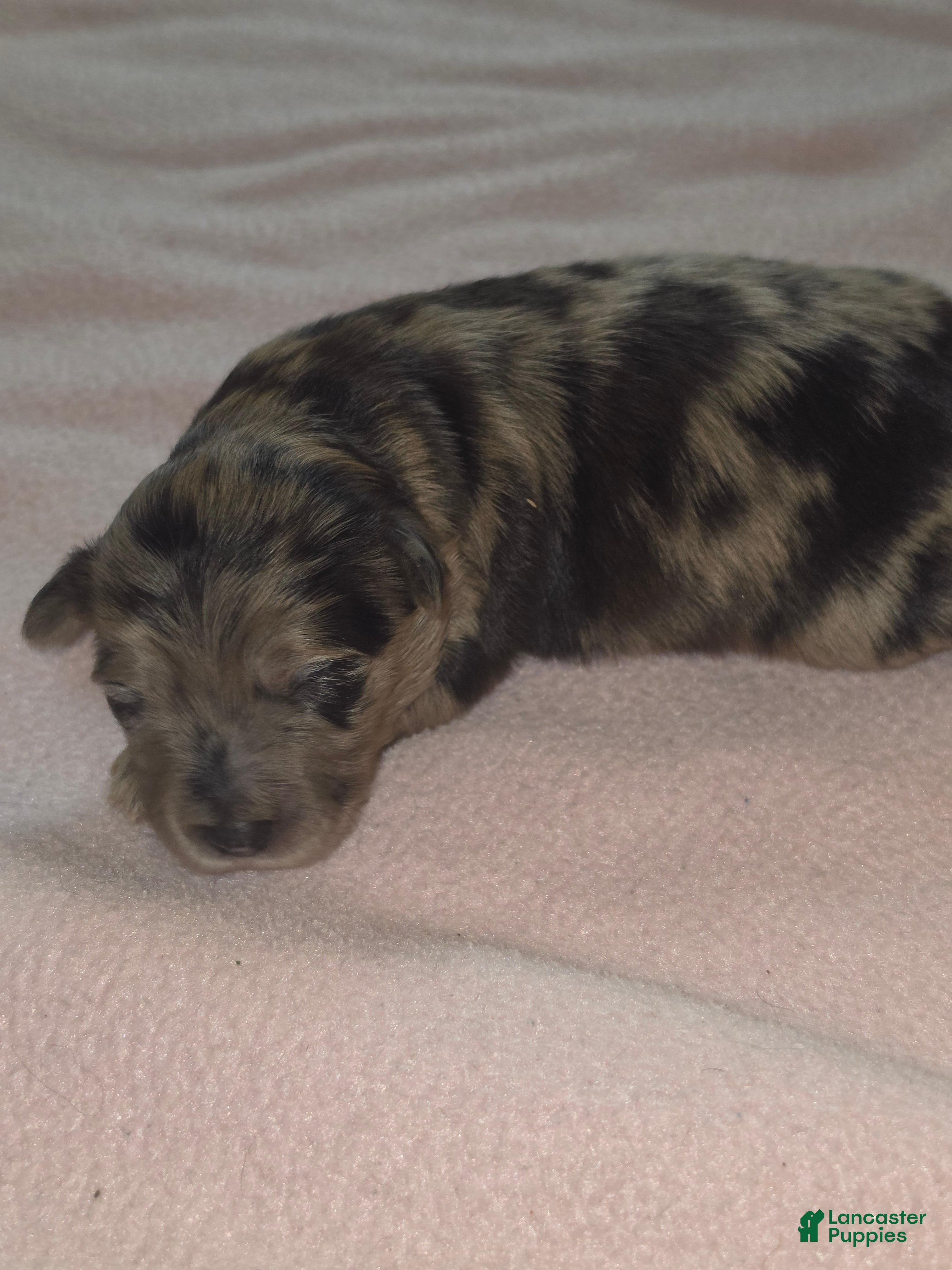 Aussiedoodle dogs Aussiedoodle 1 - Ad 2