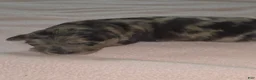 Aussiedoodle dogs for sale: Aussiedoodle 1 - Ad 2