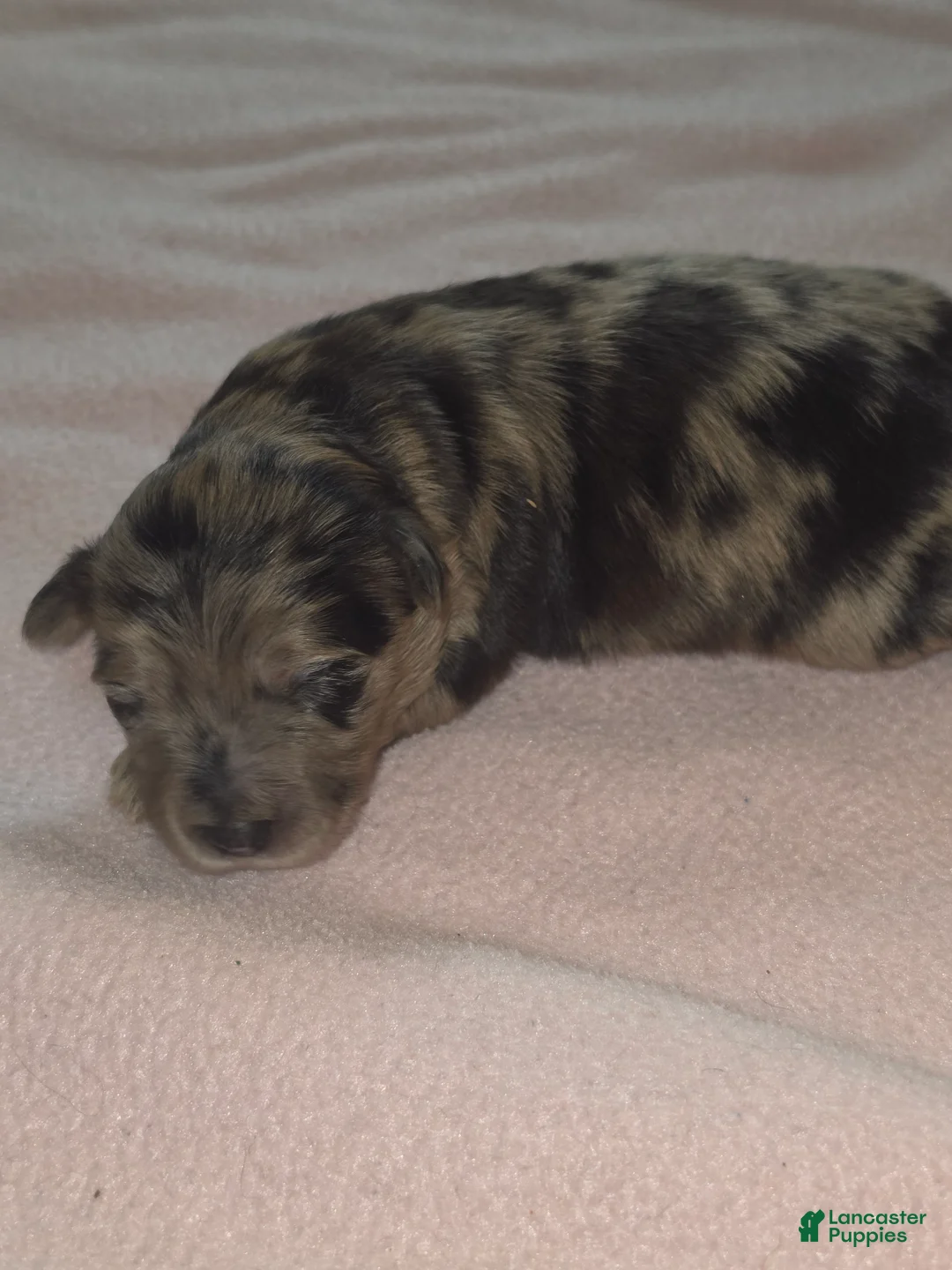 Aussiedoodle dogs for sale: Aussiedoodle 1 - Ad 2