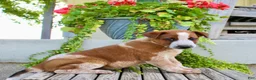 Australian Cattle Dog dogs for sale: Ace - Ad 5