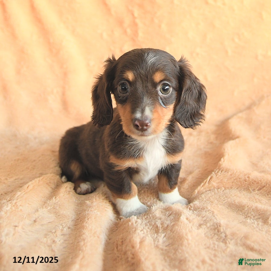 Miniature Dachshund dogs Sugarplum - Ad 8