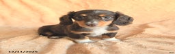 Miniature Dachshund dogs for sale: Sugarplum - Ad 1