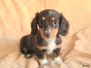 Miniature Dachshund dogs for sale: Sugarplum - Ad 2