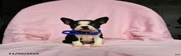 Boston Terrier dogs for sale: Tara - Ad 3