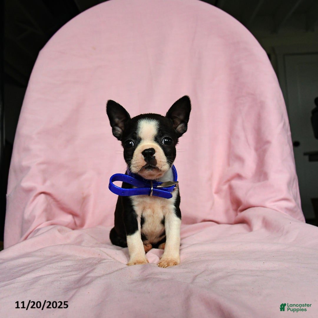 Boston Terrier dogs for sale: Tara - Ad 3