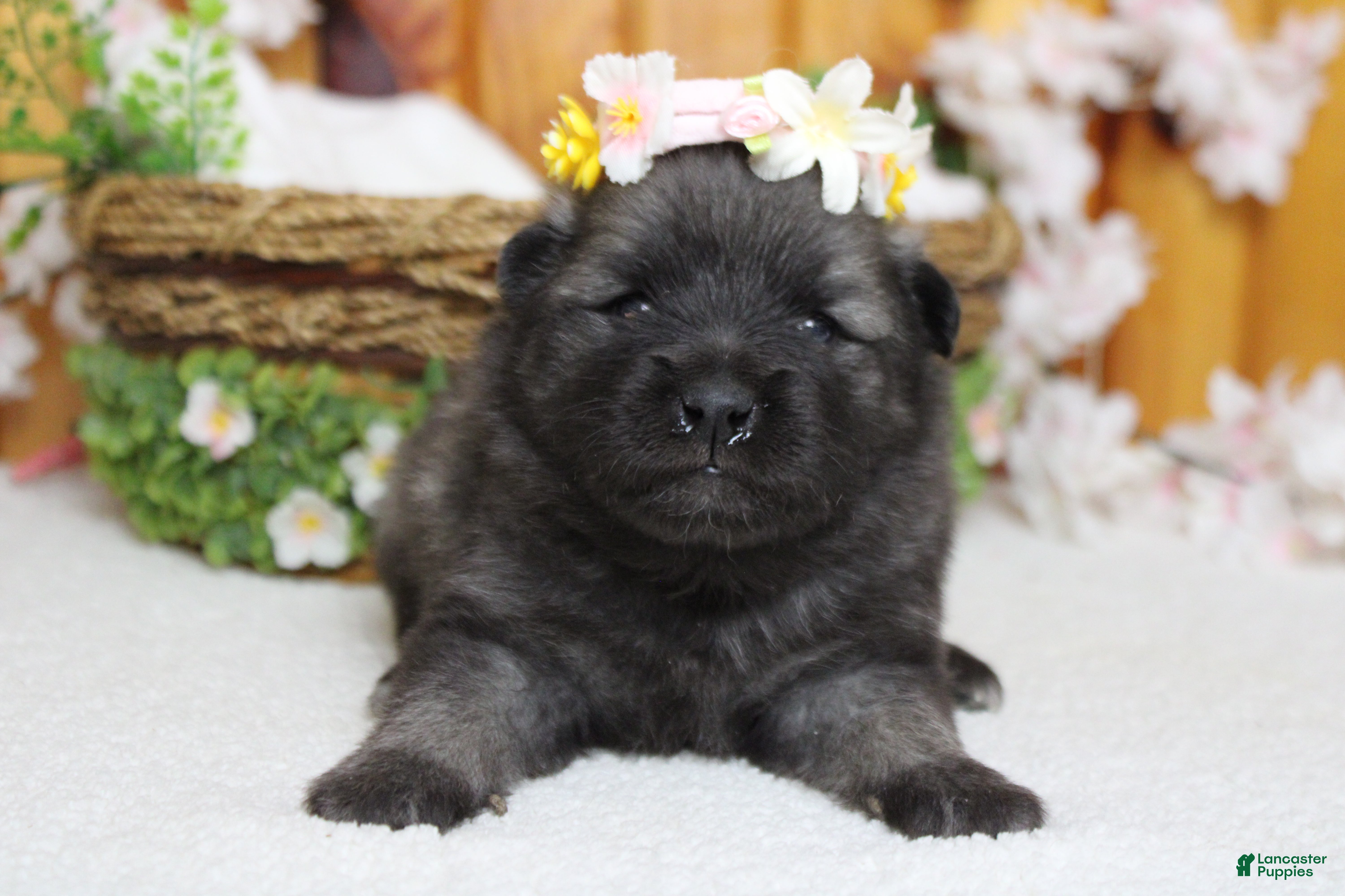 Keeshond dogs Anna - Ad 7