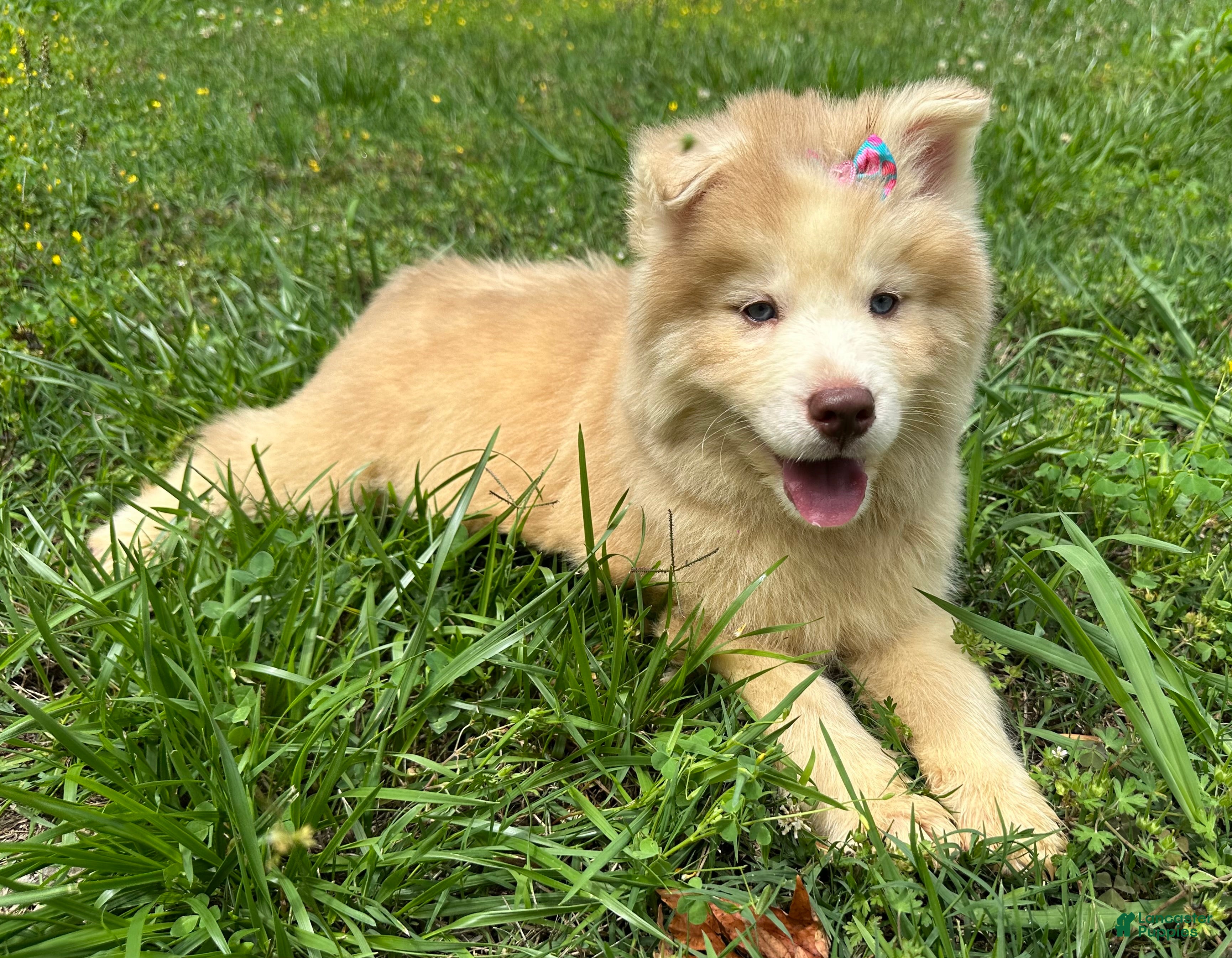 Siberian Husky dogs RAYA - Ad 2