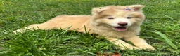 Siberian Husky dogs for sale: RAYA - Ad 2