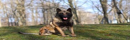 Belgian Malinois dogs for sale: Angel - Ad 15
