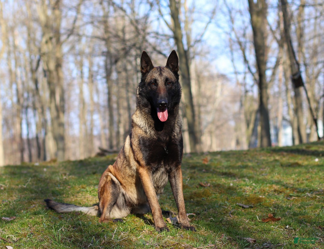 Belgian Malinois dogs for sale: Angel - Ad 15