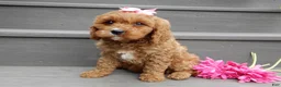 Cavapoo dogs for sale: Miley - Ad 6