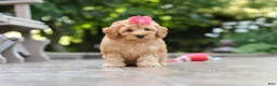 Schnoodle dogs for sale: Nora - Ad 6
