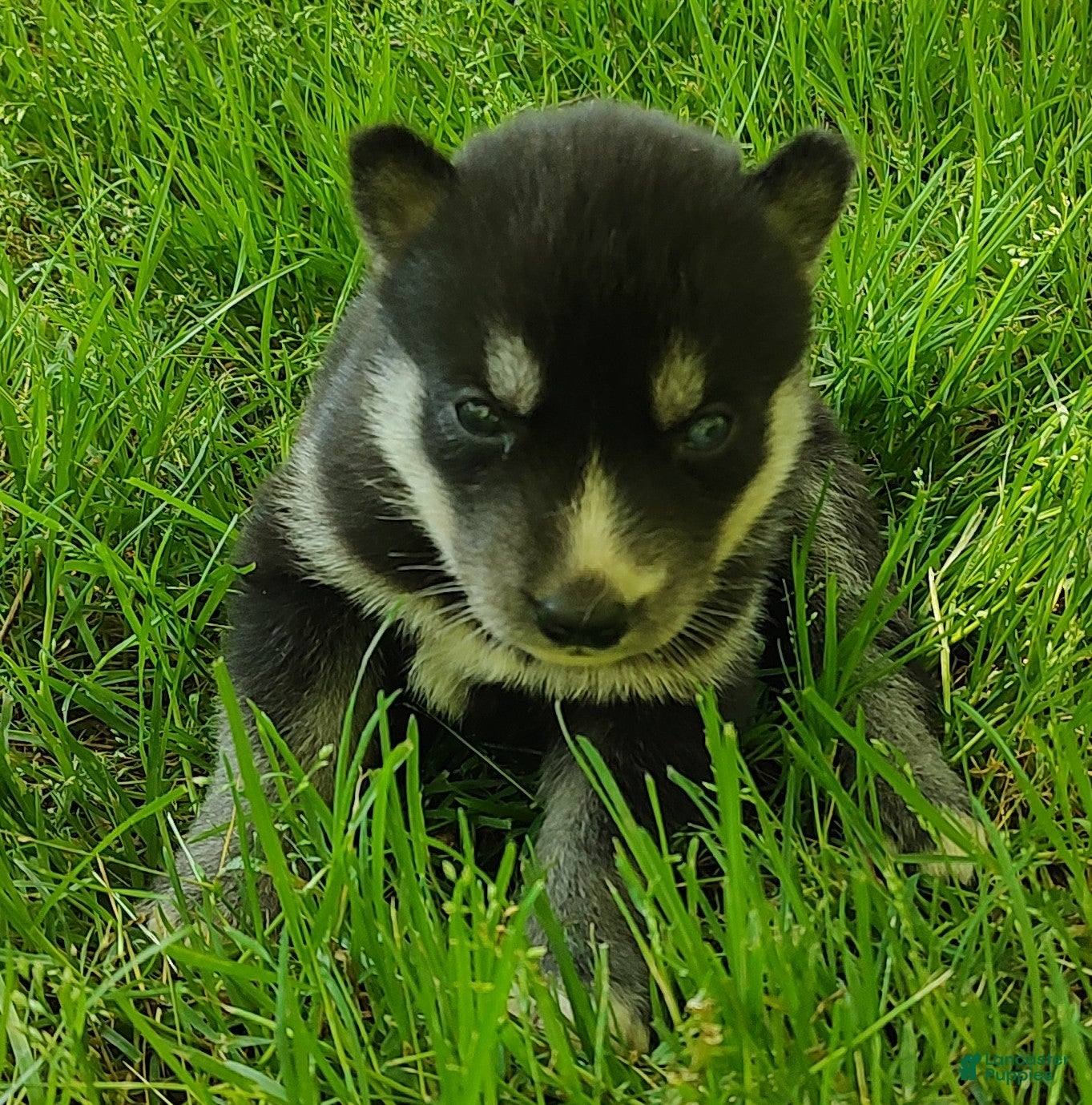 Siberian Husky dogs Sonya's female 1 - Ad 28