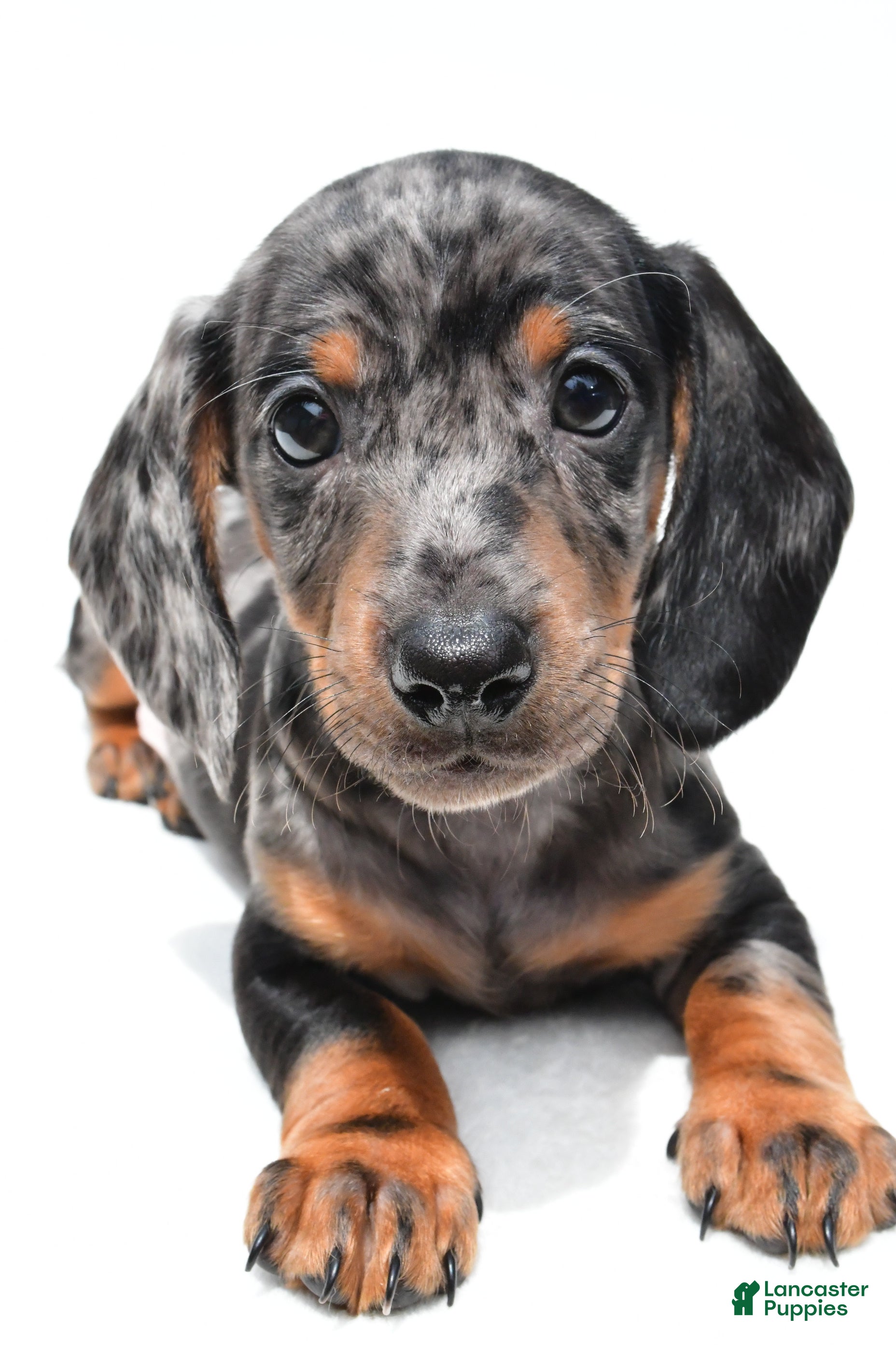 Miniature Dachshund dogs Kade  - Ad 2