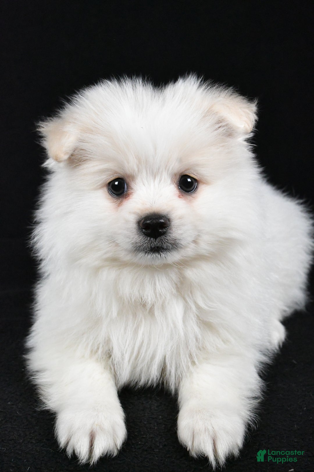 Pomeranian dogs for sale: Teddy - Ad 10