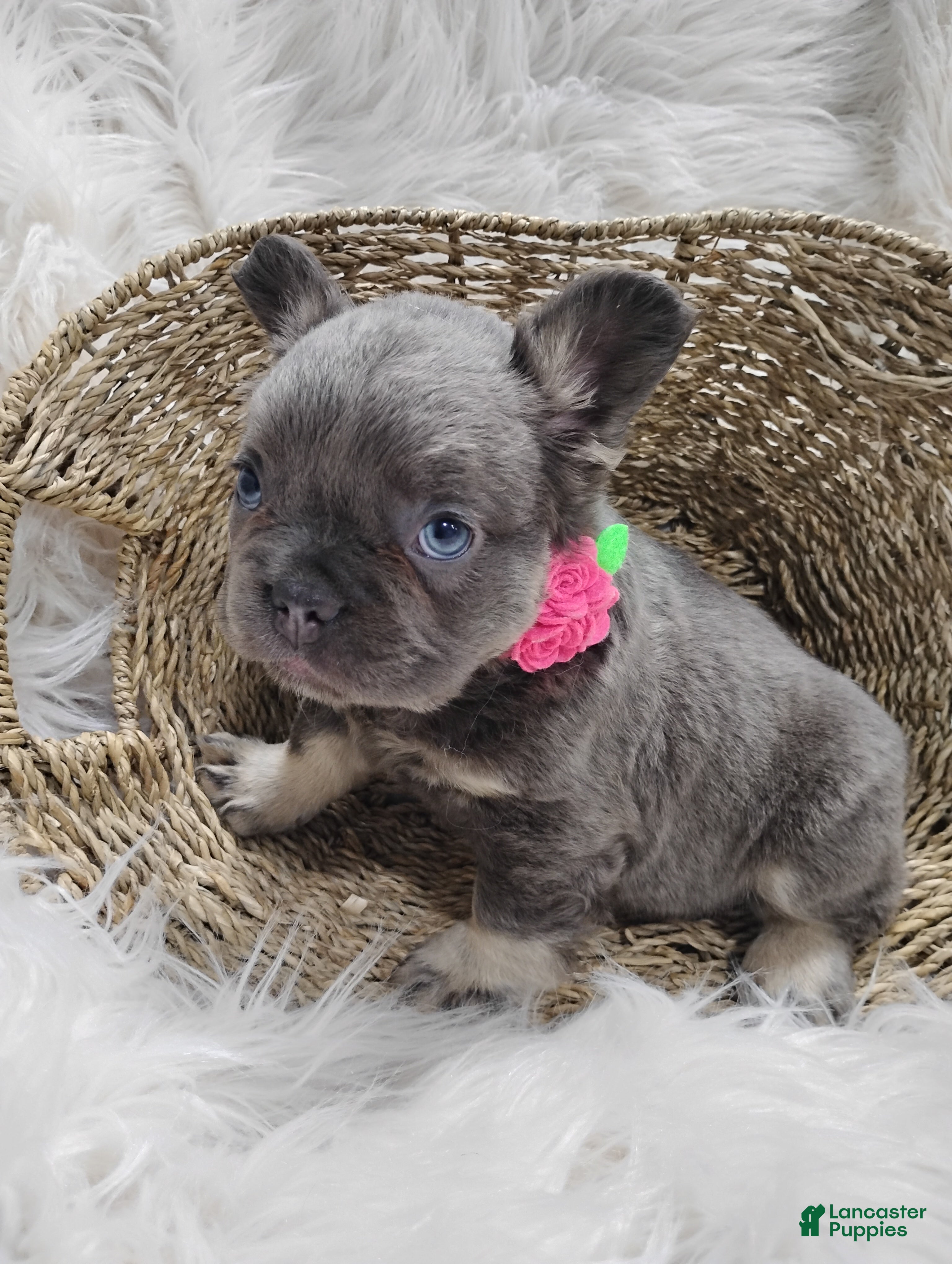 French Bulldog dogs Ember  - Ad 2