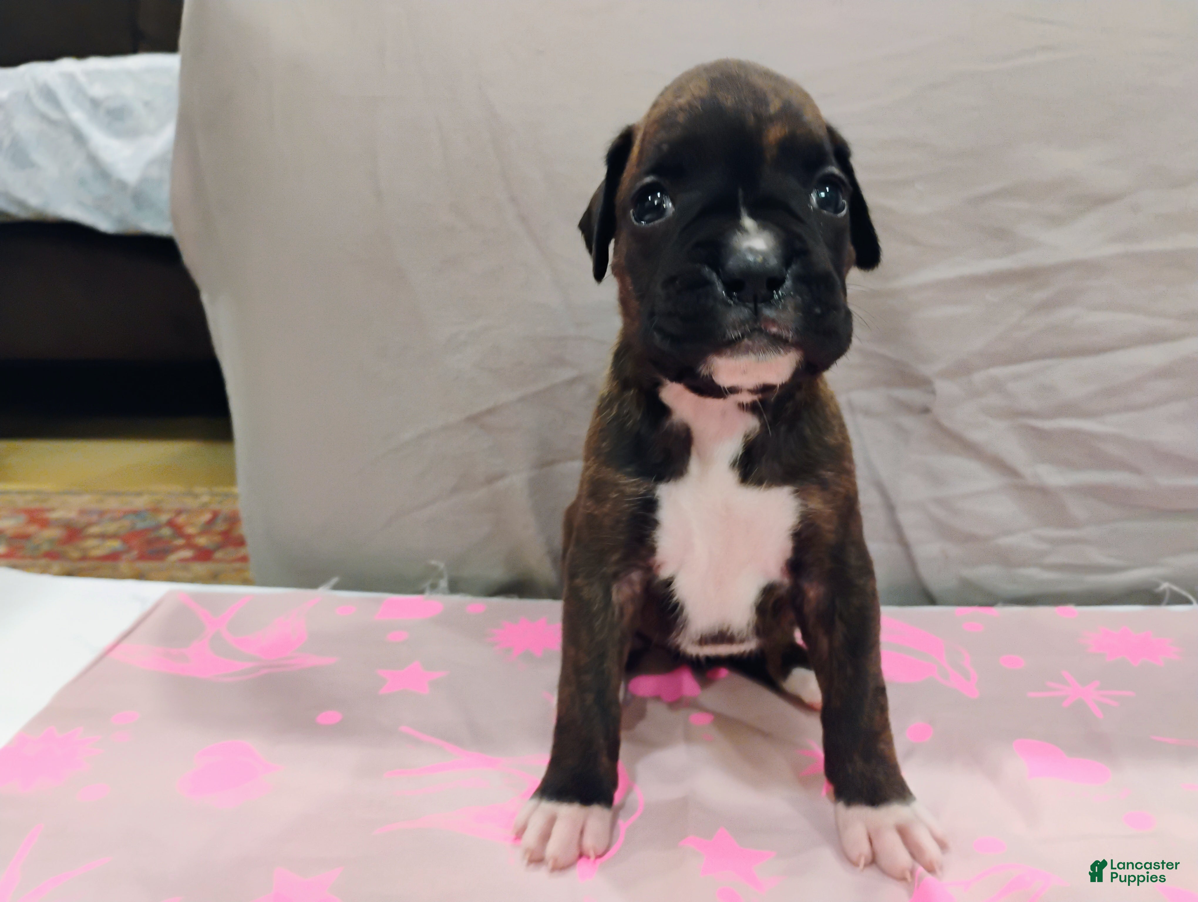 Boxer dogs for sale: Boxer 5 - Ad 3