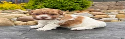 Havanese dogs for sale: Lexy - Ad 5