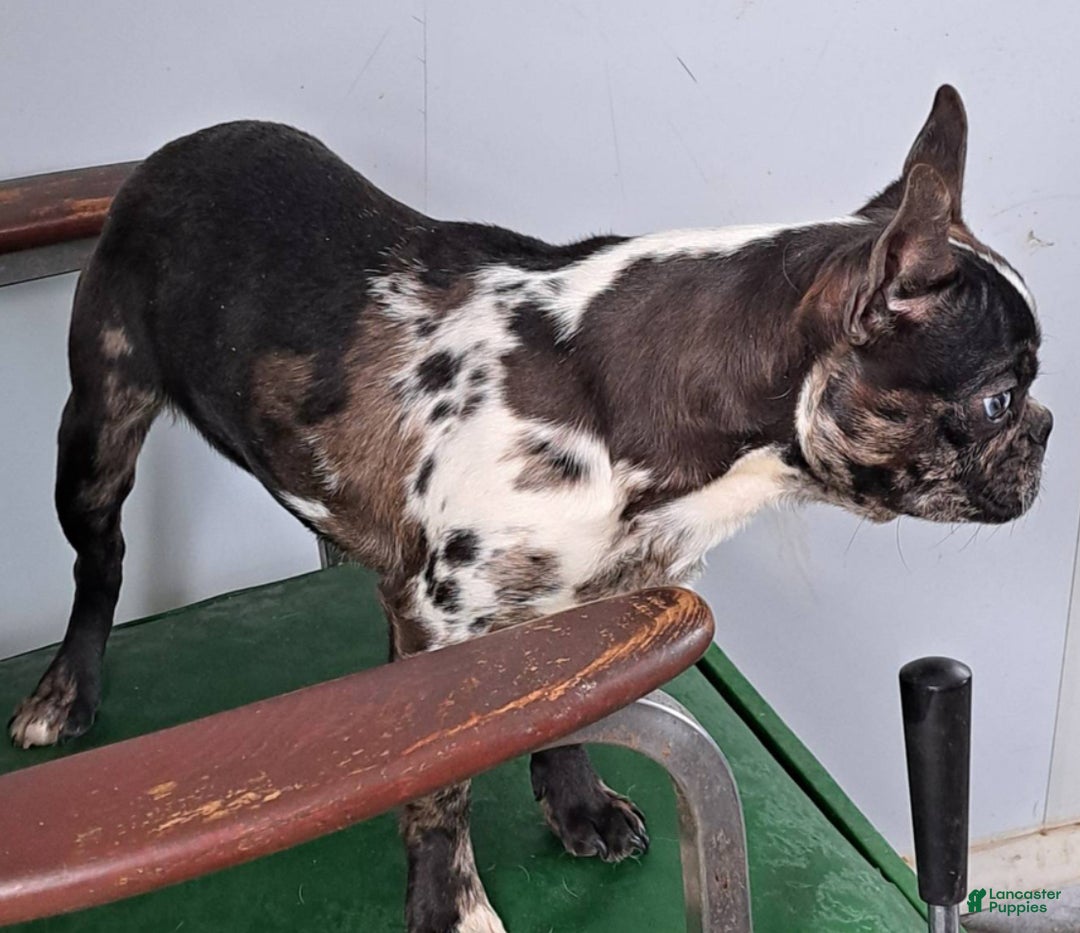 Mixed Breed dogs for sale: Rosey - Ad 3