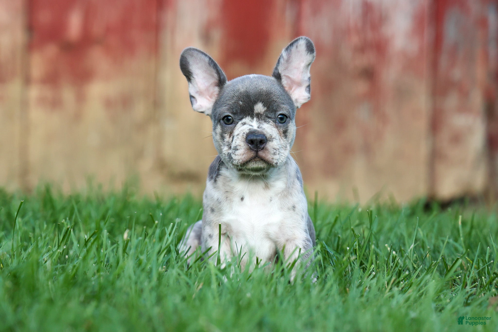 Frenchton dogs MINDY - Ad 2