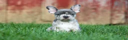Frenchton dogs for sale: MINDY - Ad 2