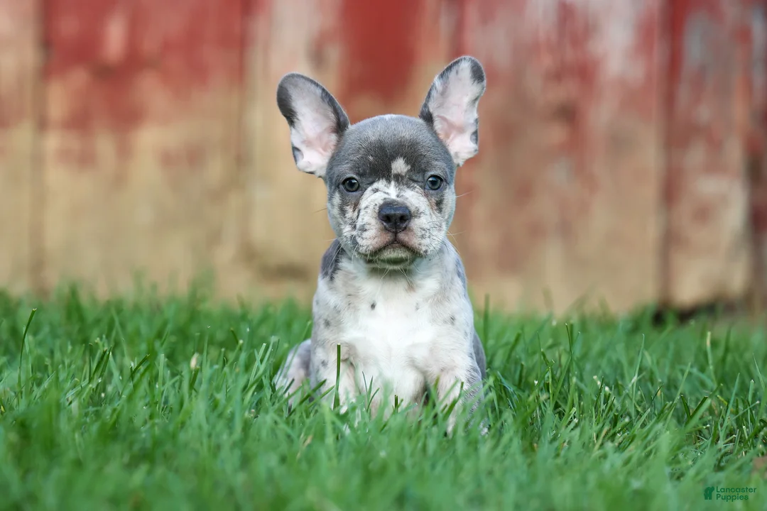 Frenchton dogs for sale: MINDY - Ad 2