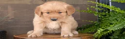 Golden Retriever dogs for sale: Benson - Ad 7