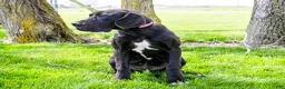 Great Dane dogs for sale: Carol - Ad 11