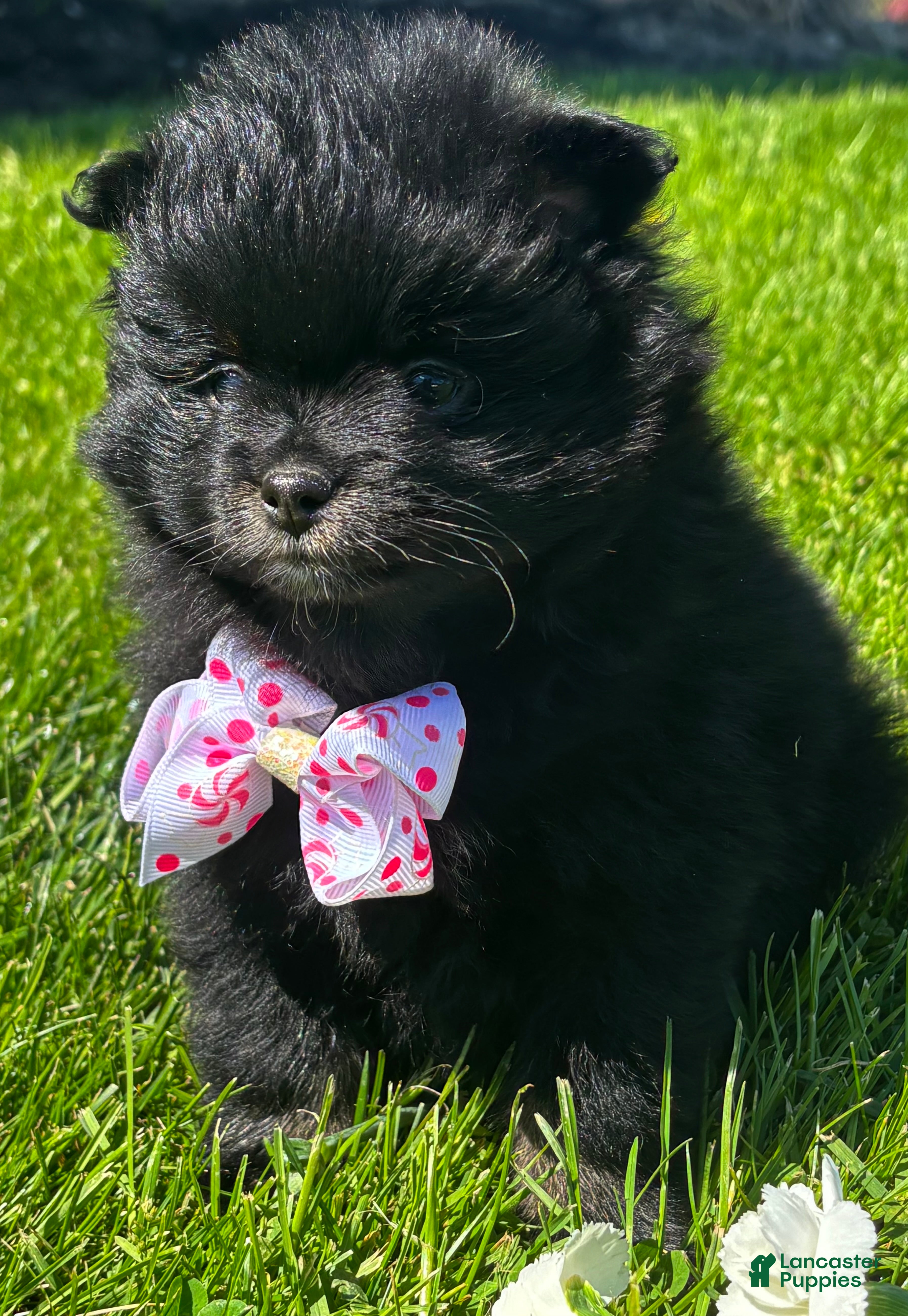Pomeranian dogs Minx - Ad 2