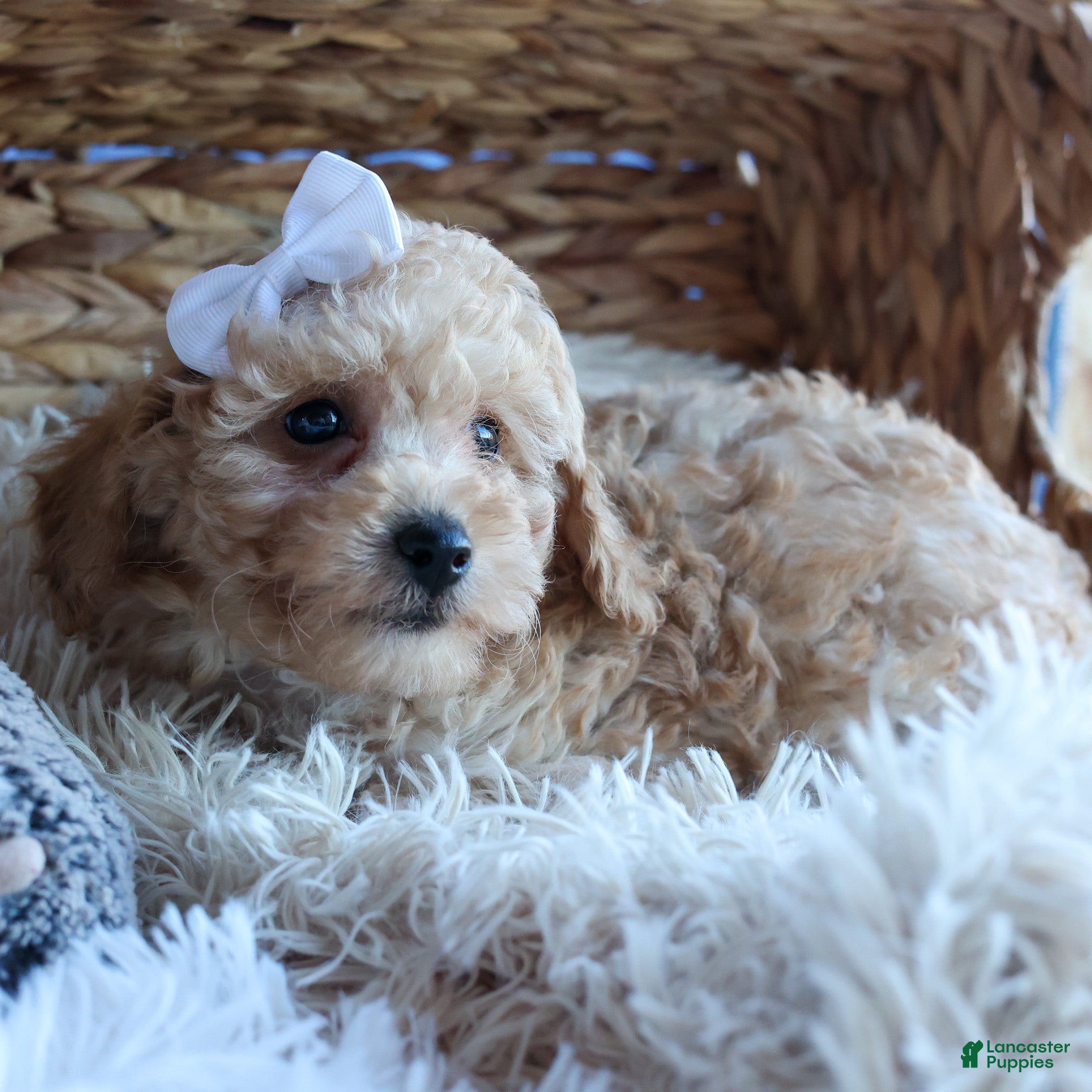 Miniature Poodle dogs LEO - Ad 37