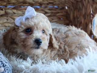 Miniature Poodle dogs LEO - Ad 21
