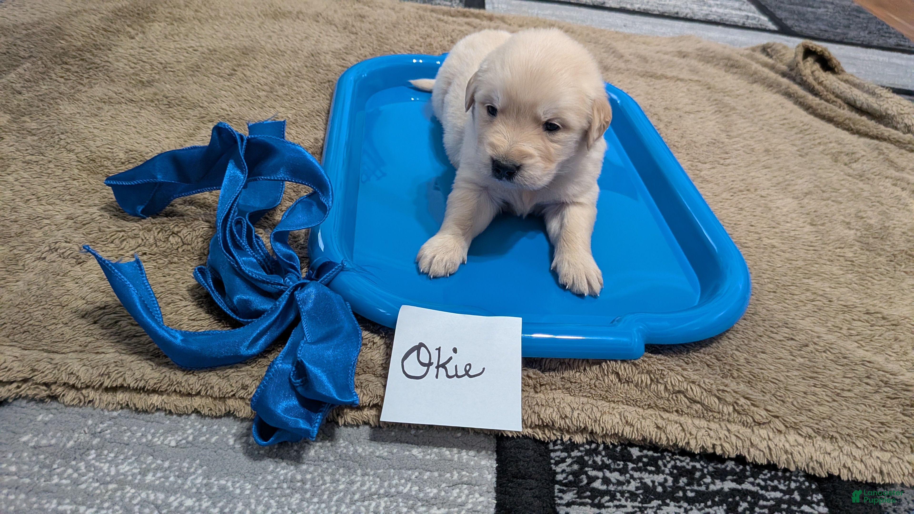 Golden Retriever dogs Okie, AKC - Ad 1