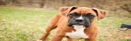 Boxer dogs for sale: Espresso - Ad 7