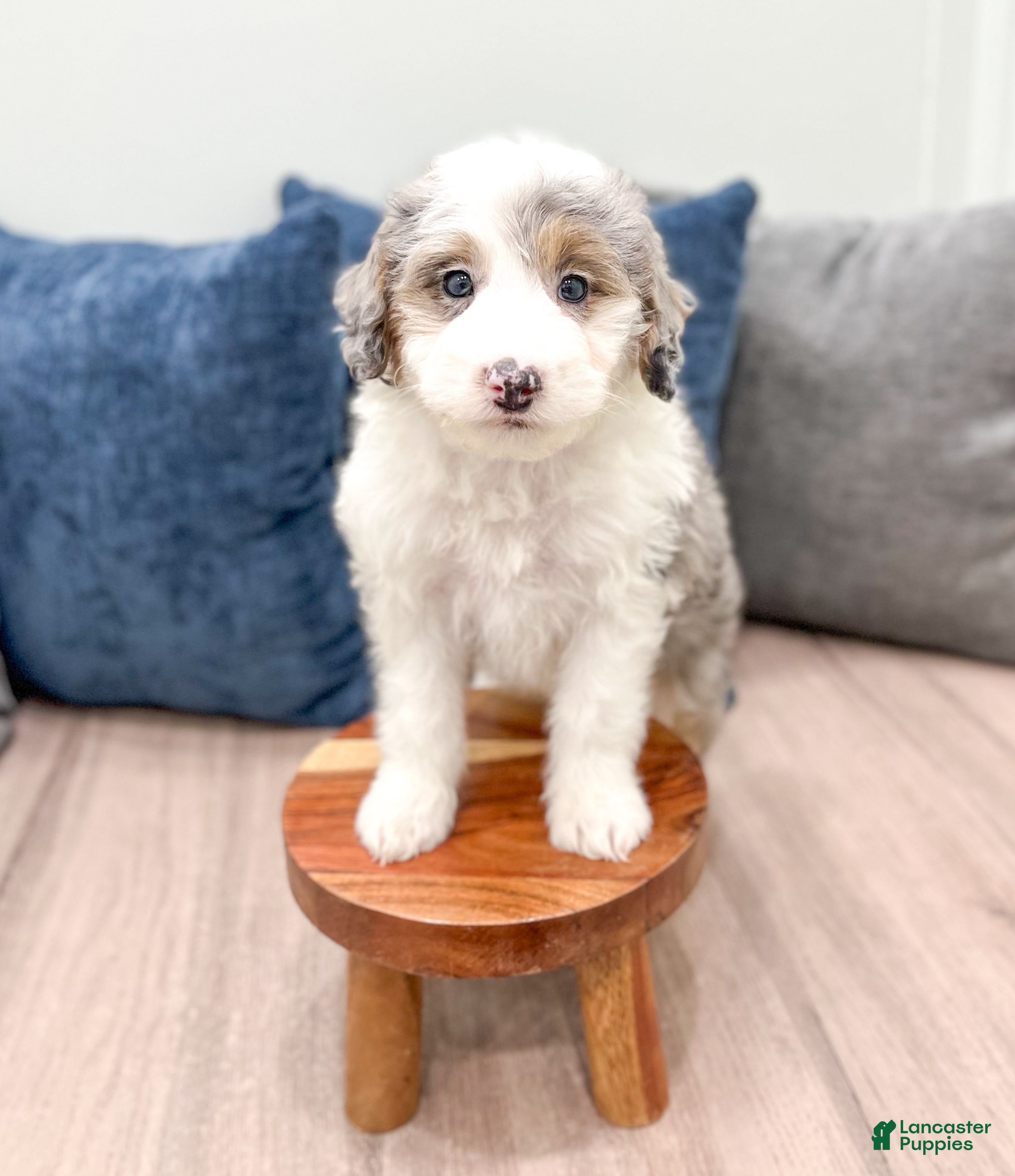 Mini Sheepadoodle dogs Clarabelle - Ad 2