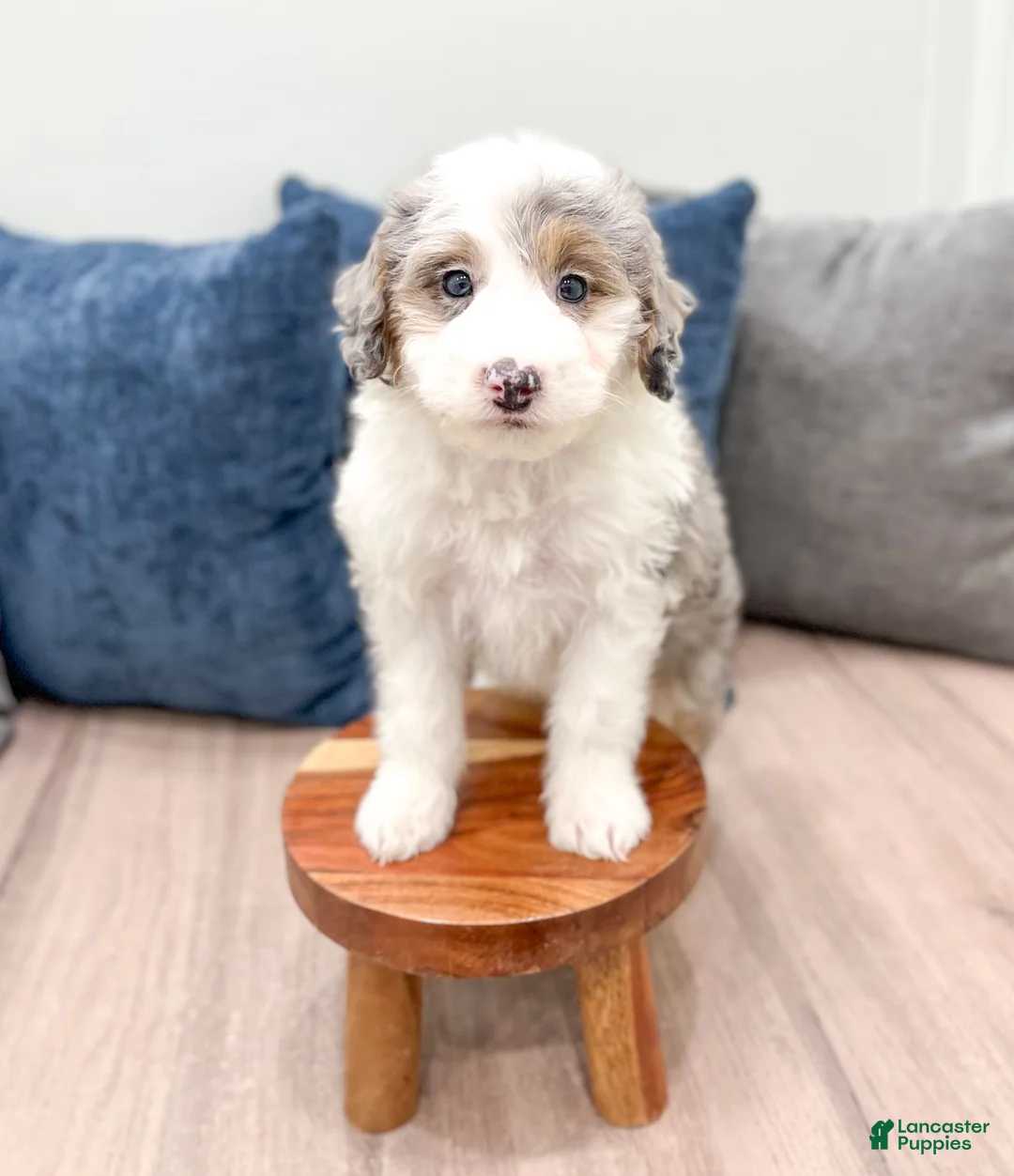 Mini Sheepadoodle dogs for sale: Clarabelle - Ad 2