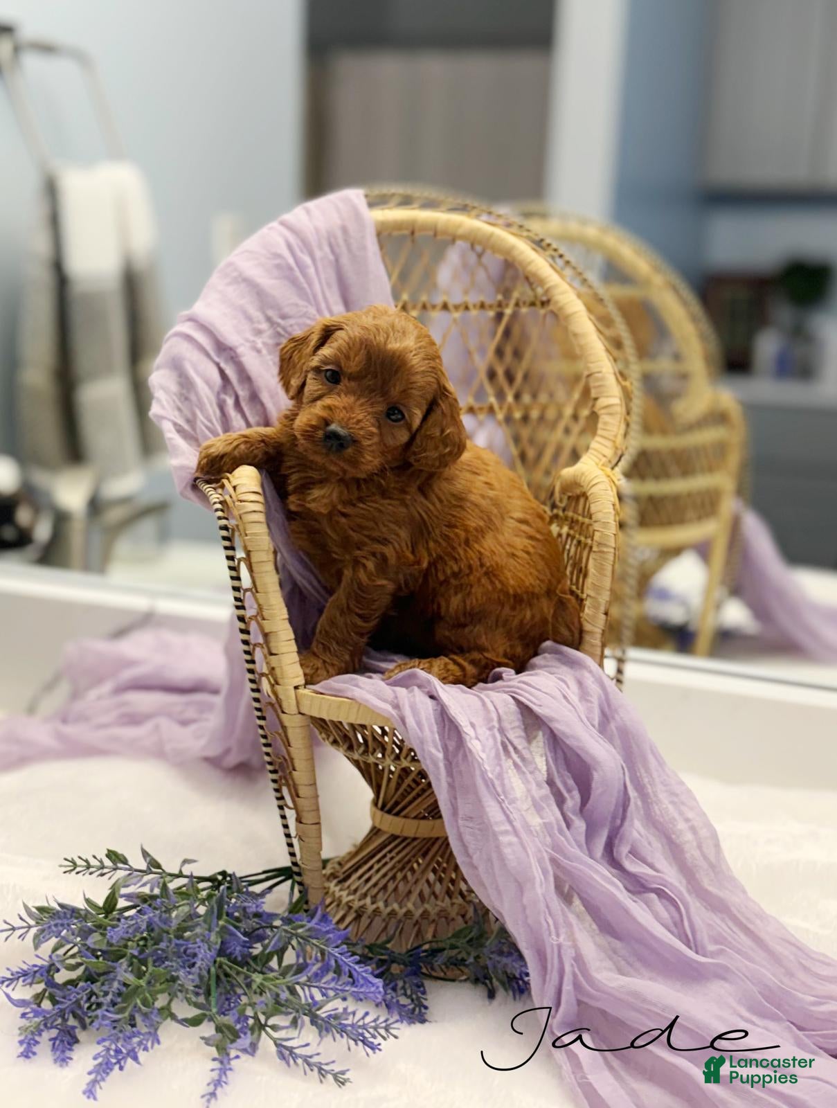 Mini Goldendoodle dogs Jade  - Ad 2